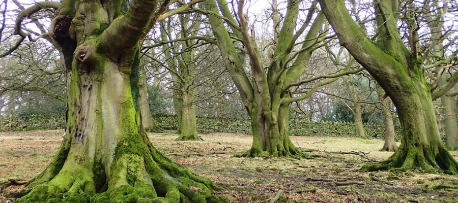 sponsor a tree