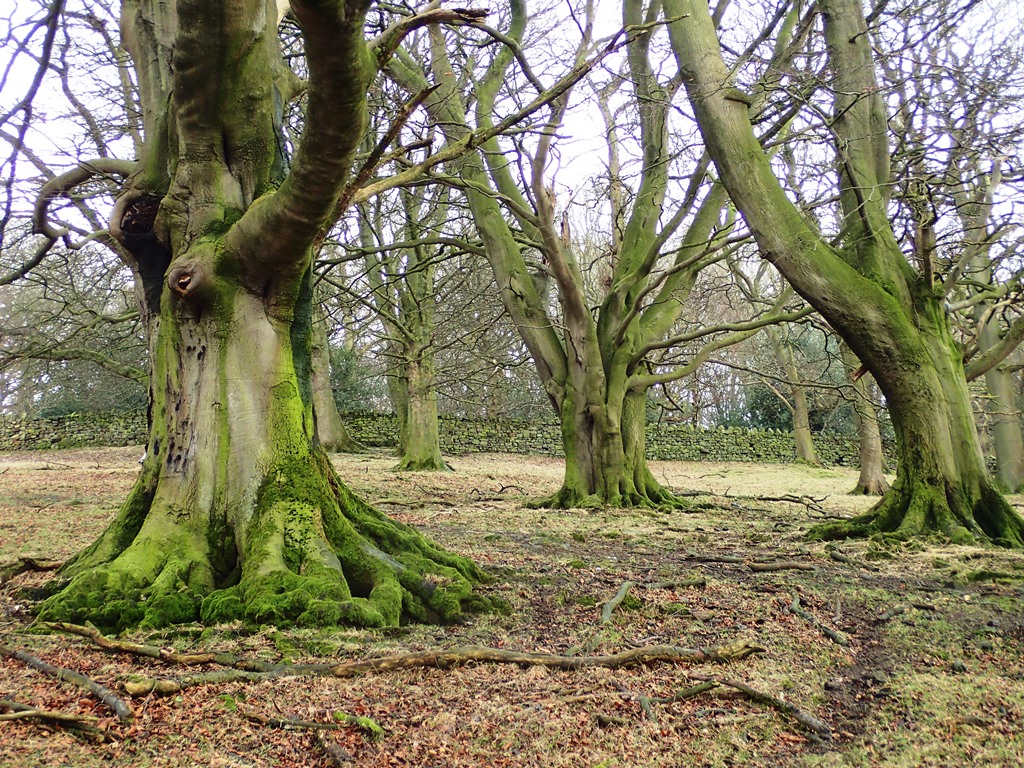 sponsor a tree