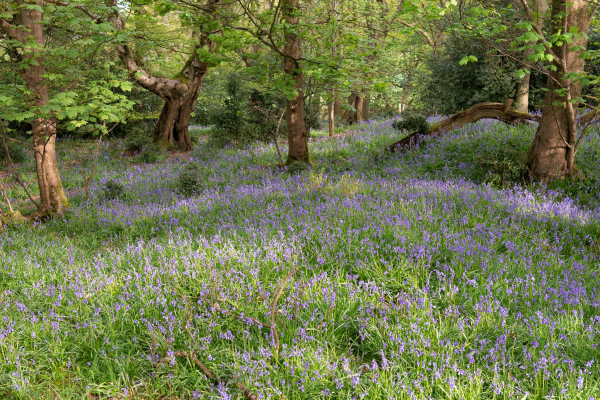 what is ancient woodland