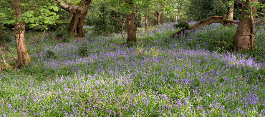 what is ancient woodland