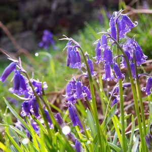Dedicate a Living Wildflower Bouquet