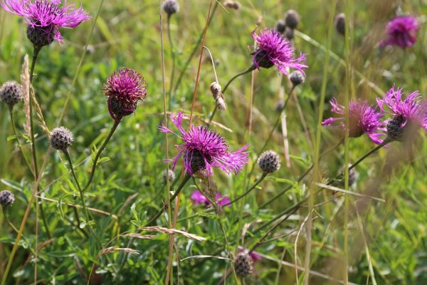 british wildflowers