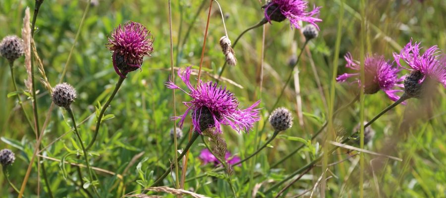 british wildflowers