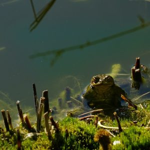 Dedicate a Pond for Nature