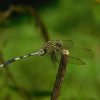sponsor a pond