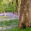 sponsor a tree - veteran
