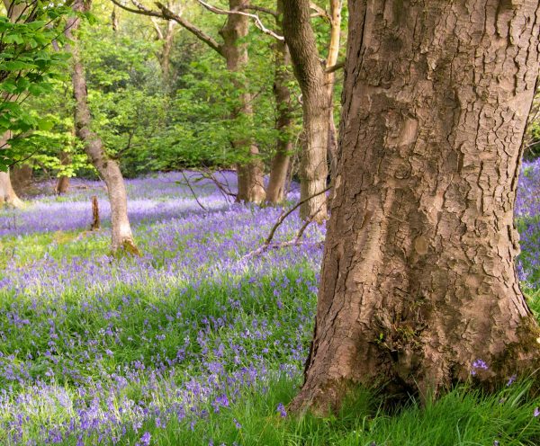 sponsor a tree - veteran