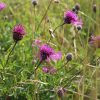 wildflower seed bombs 3