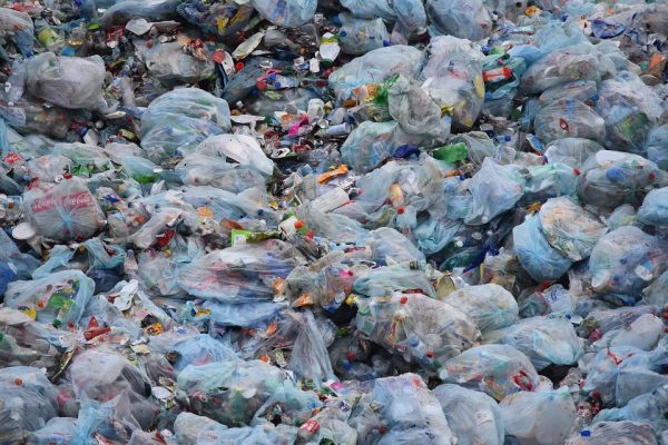 what is world environment day