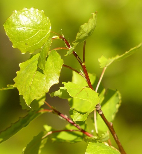 tree dedication in Yorkshire