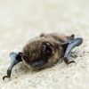 bat