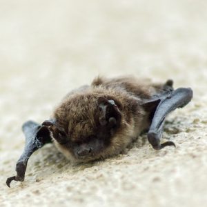 bat
