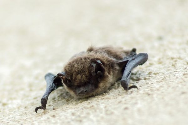 bat