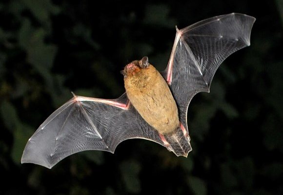 bat walk - image of a bat in flight