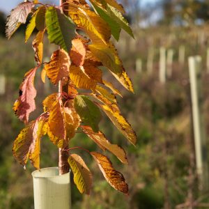 trees for businesses - young trees with autumn leaves