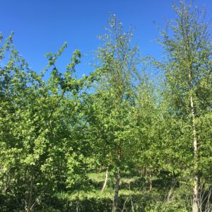 carbon offsetting for business young woodland