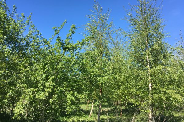 carbon offsetting for business young woodland