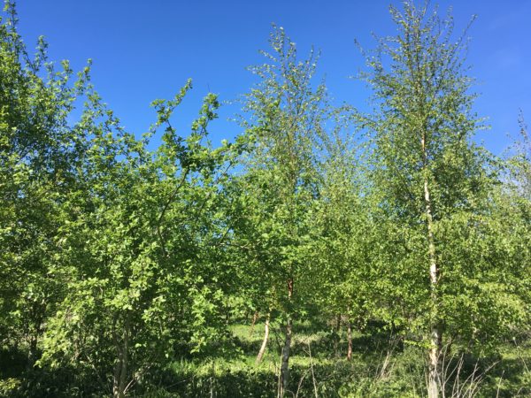 carbon offsetting for business young woodland