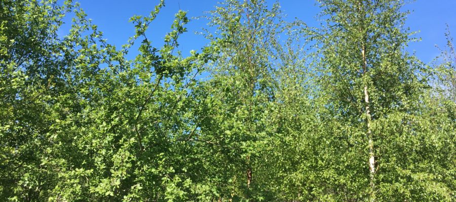 carbon offsetting for business young woodland