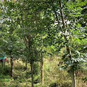 trees for carbon offsetting business - young trees at Sylvan Nature Reserve