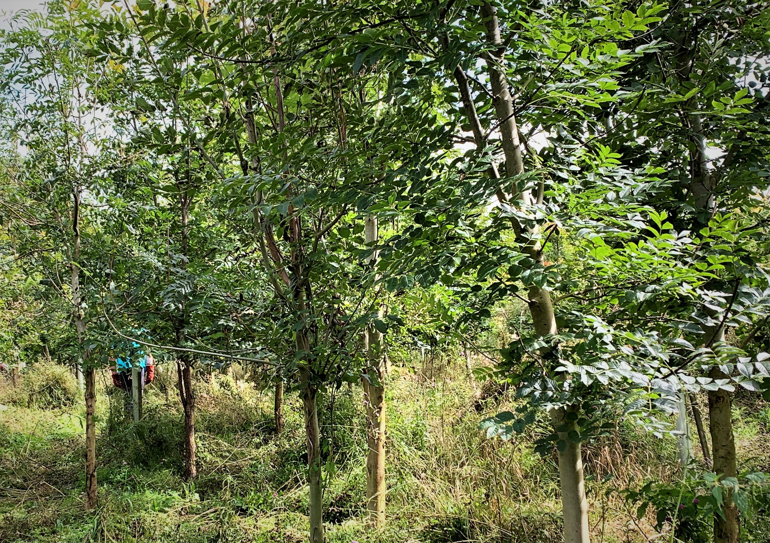trees for carbon offsetting business - young trees at Sylvan Nature Reserve