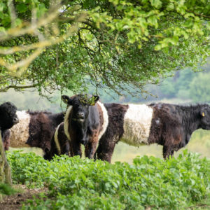 beltie cows