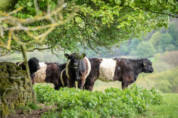 beltie cows