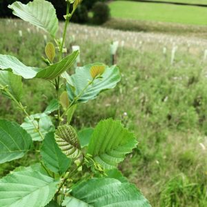 carbon offsetting monthly subscription - new trees in Summerbridge near Harrogate