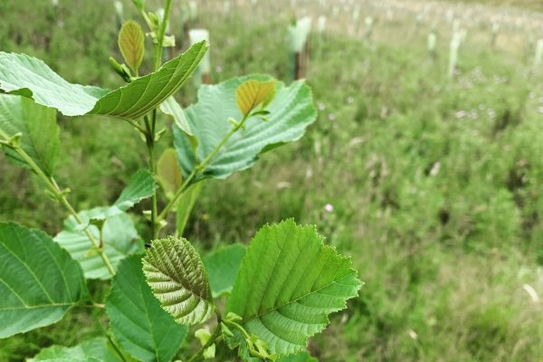carbon offsetting monthly subscription - new trees in Summerbridge near Harrogate