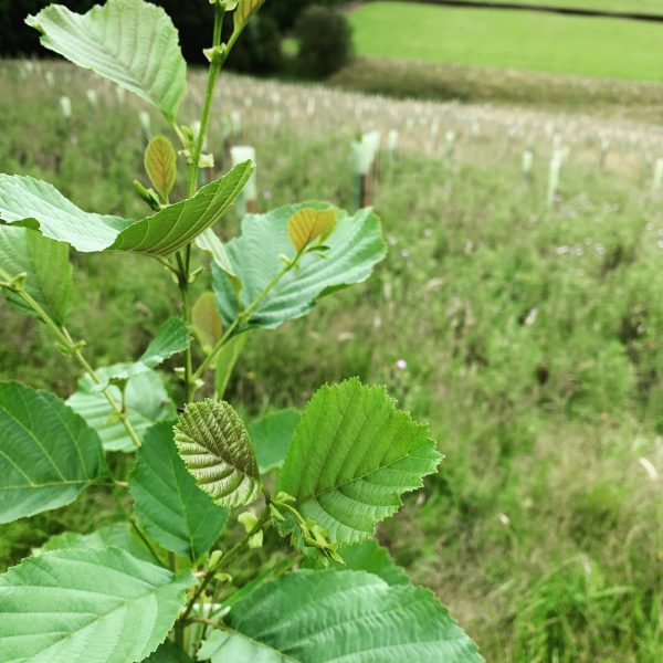 carbon offsetting monthly subscription - new trees in Summerbridge near Harrogate