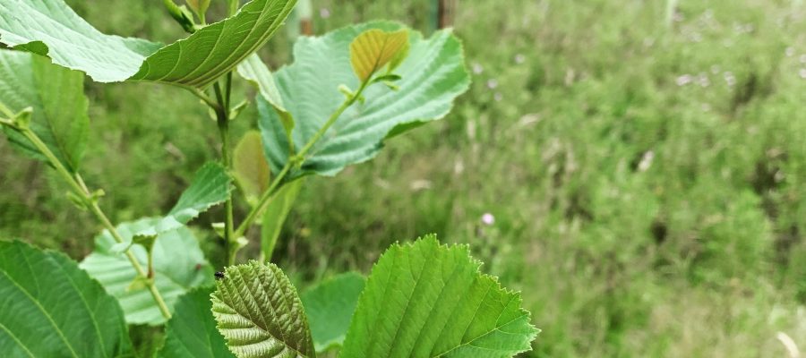 carbon offsetting monthly subscription - new trees in Summerbridge near Harrogate