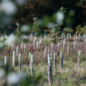 plantation of young trees in nidderdale for carbon offsetting