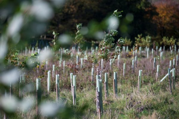 plantation of young trees in nidderdale for carbon offsetting