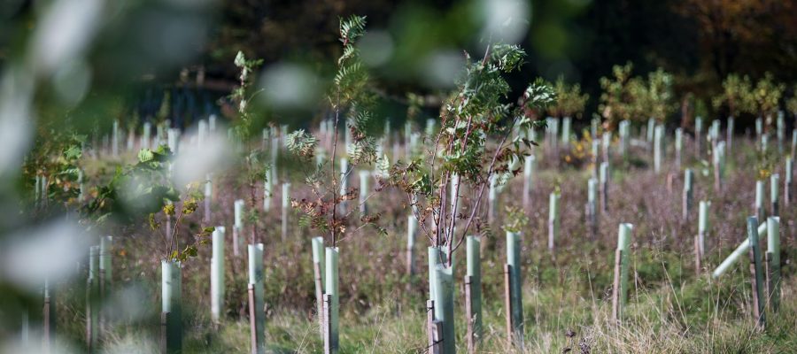 plantation of young trees in nidderdale for carbon offsetting