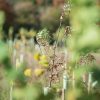 young trees for carbon offsetting for individuals