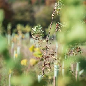 young trees for carbon offsetting for individuals