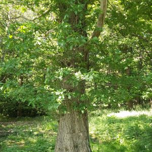 Dedicate a Century Old Tree (with plaque)
