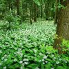 foraging in yorkshire - a scene of wild garlic