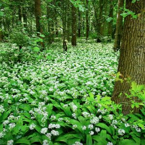 foraging in yorkshire - a scene of wild garlic
