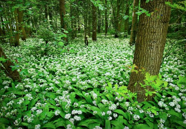 foraging in yorkshire - a scene of wild garlic