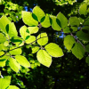 young beech leaves