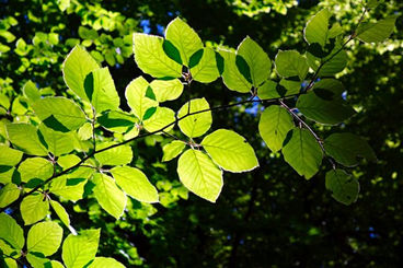 young beech leaves