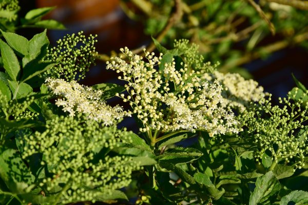 elder flower