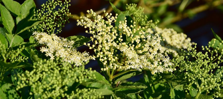elder flower