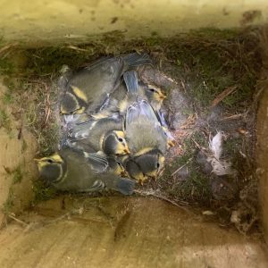 Sponsor a Nest Box - One season or Ongoing