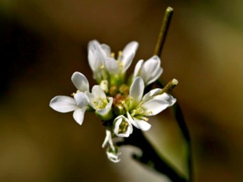 hairy bittercress flower