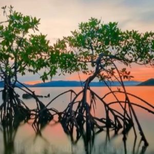 planting mangroves