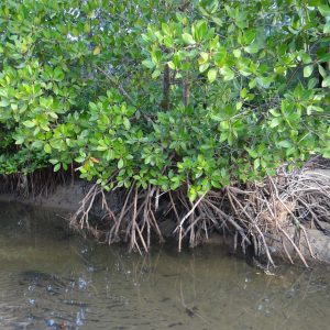 mangrove planting