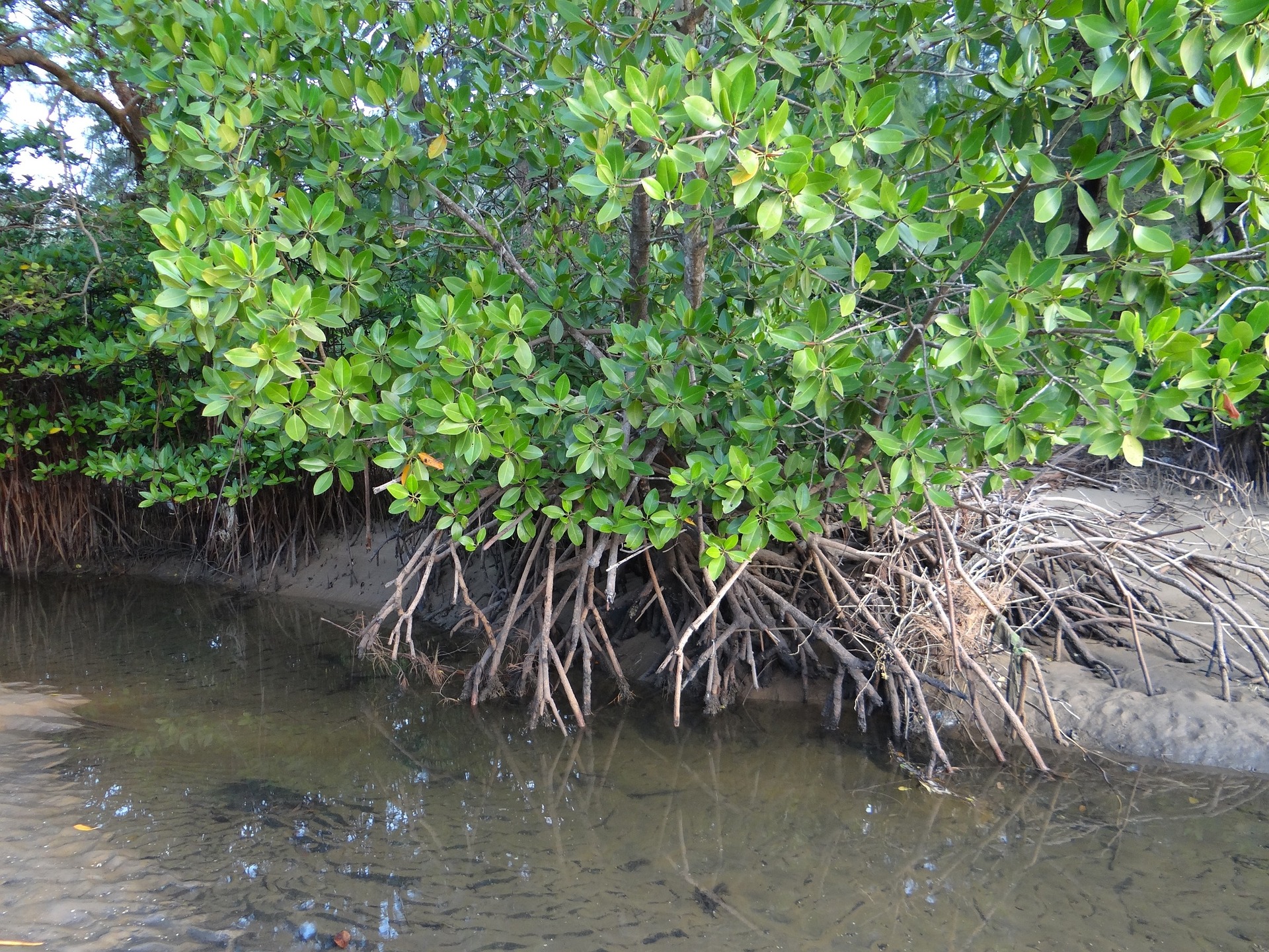 mangrove planting