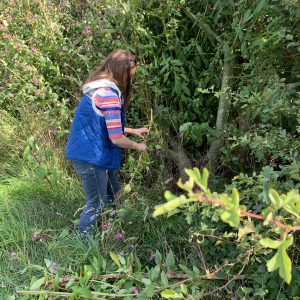Katie pulling himalayan balsam - team conservation day